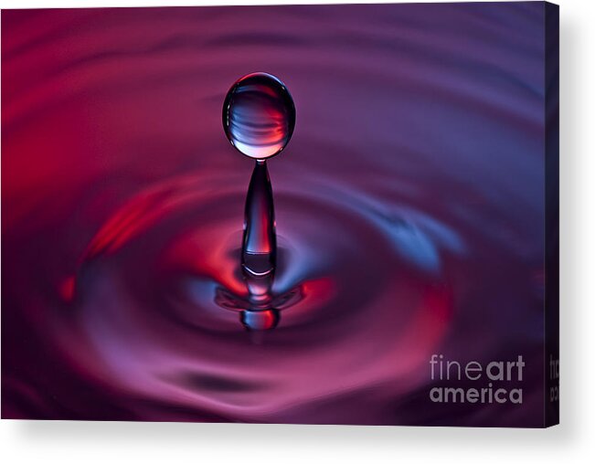 Water Drops Acrylic Print featuring the photograph Deep Purple by Anthony Sacco