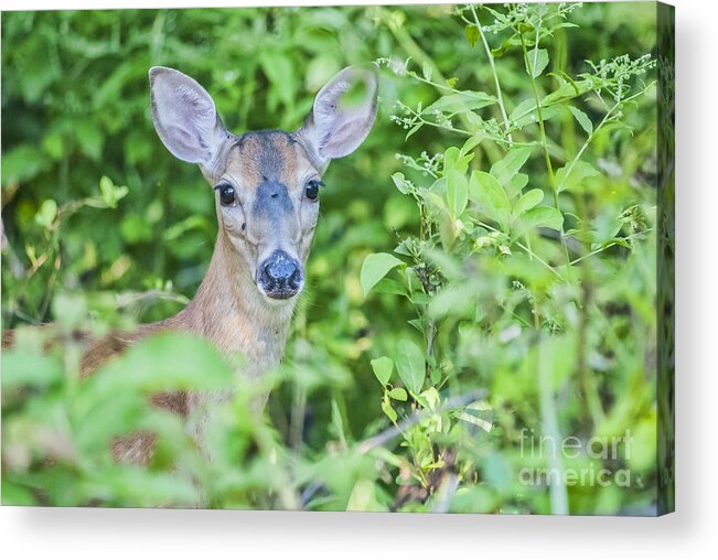 Animals Acrylic Print featuring the photograph Deer Me by Joe McCormack Jr
