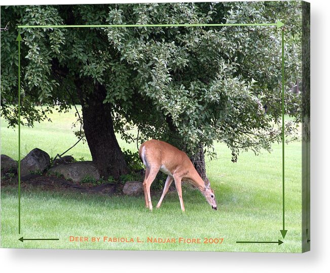 Deer Acrylic Print featuring the photograph Deer Solo Grass by Fabiola L Nadjar Fiore