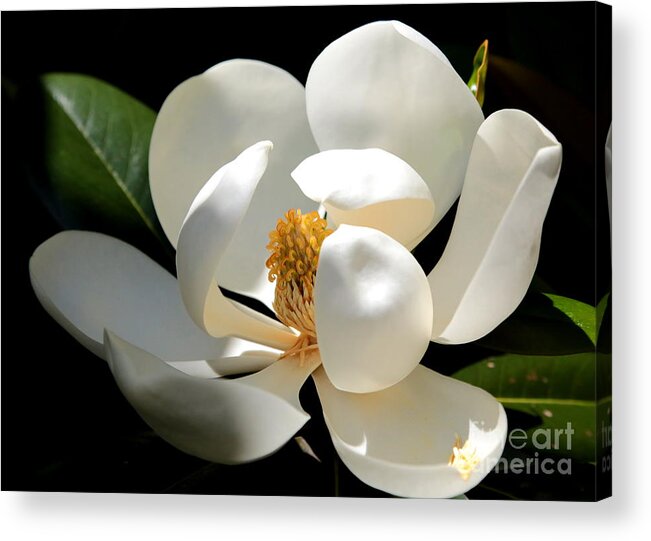 Magnolia Acrylic Print featuring the photograph Delicate Magnolia by Carol Groenen