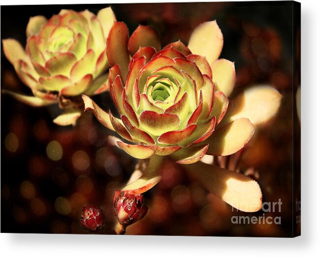 Plants Acrylic Print featuring the photograph Desert Roses by Ellen Cotton