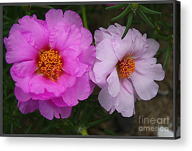 Desert Roses Acrylic Print featuring the photograph Desert Roses in Purple and Pink by Dora Sofia Caputo