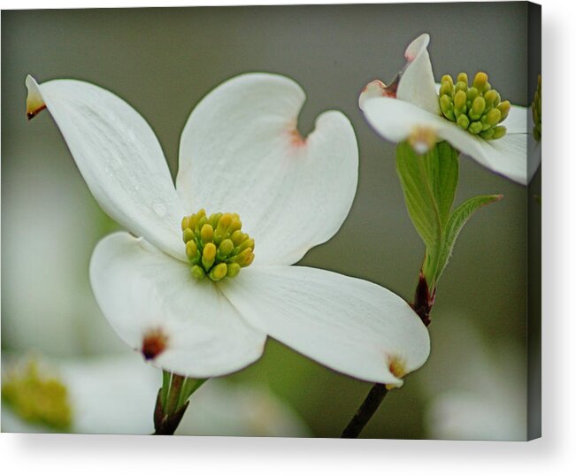 Flower Acrylic Print featuring the photograph Dew-kissed Dogwood by Linda Brown