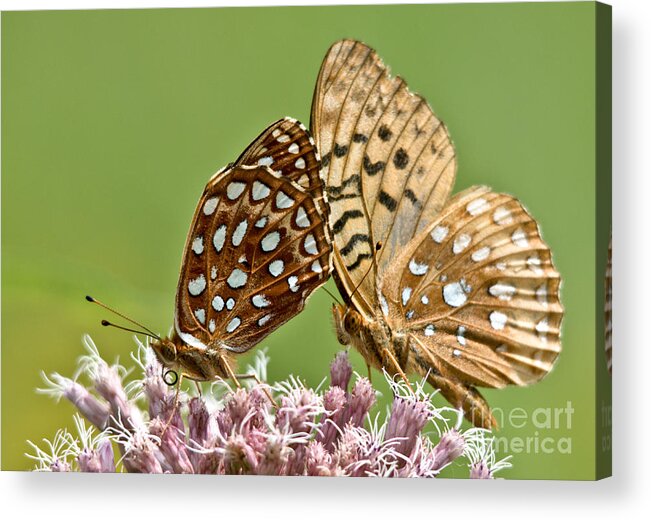 Butterflies Acrylic Print featuring the photograph Dinner for Two by Cheryl Baxter