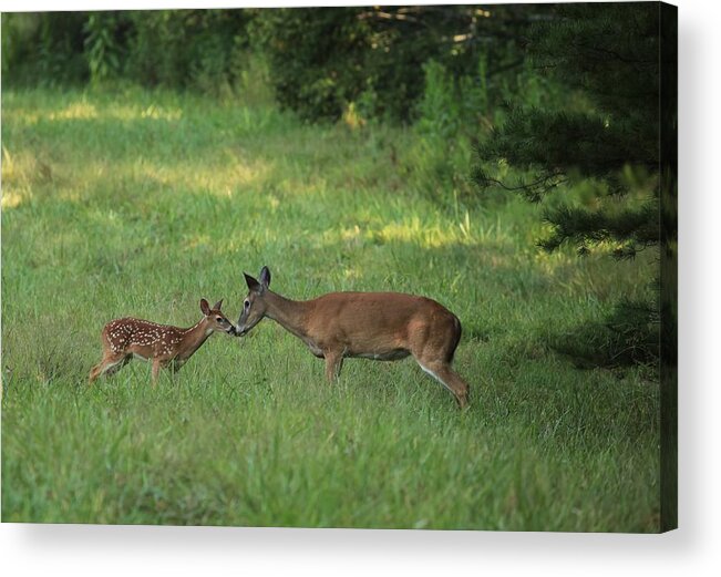 Nature Acrylic Print featuring the photograph Doe and Fawn by Doug McPherson