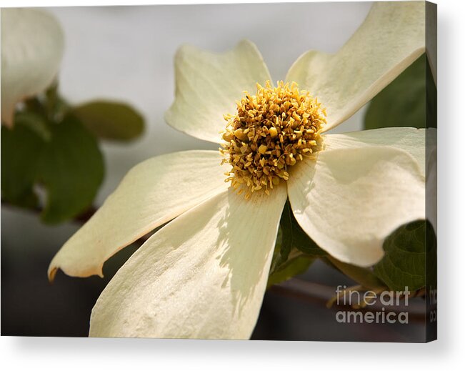 California Acrylic Print featuring the photograph Dogwood Bloom by Alice Cahill