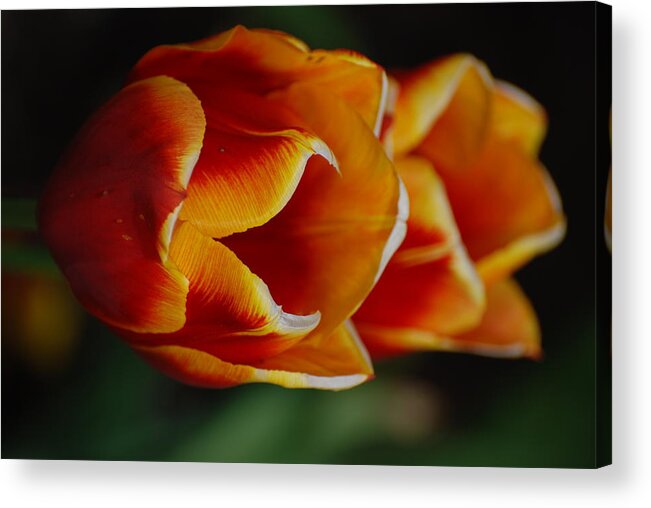 Tulip Acrylic Print featuring the photograph Double Vision by Kathy Paynter