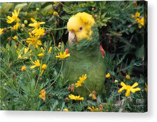 Amazon Parrot Acrylic Print featuring the photograph Double Yellow Headed Parrot by Craig K. Lorenz