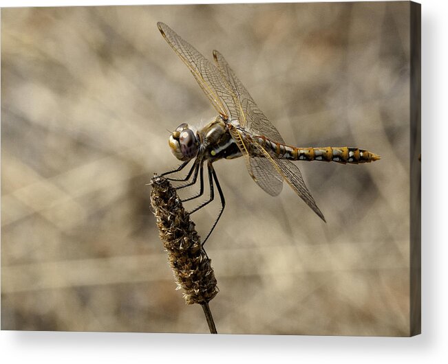Dragonfly Acrylic Print featuring the photograph Dragonfly in Orange by Betty Depee