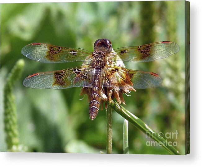 Brown Dragonfly Acrylic Print featuring the photograph Dragonfly on Clover by Ilene Hoffman