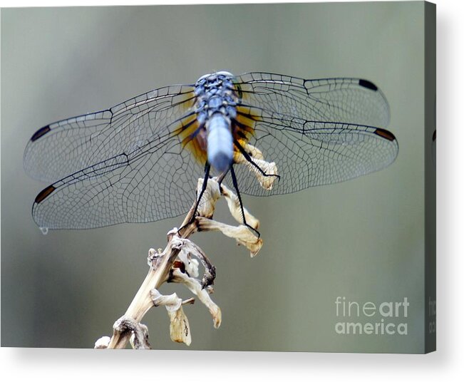 Dragonfly Acrylic Print featuring the photograph Dragonfly Wing Details II by Lilliana Mendez