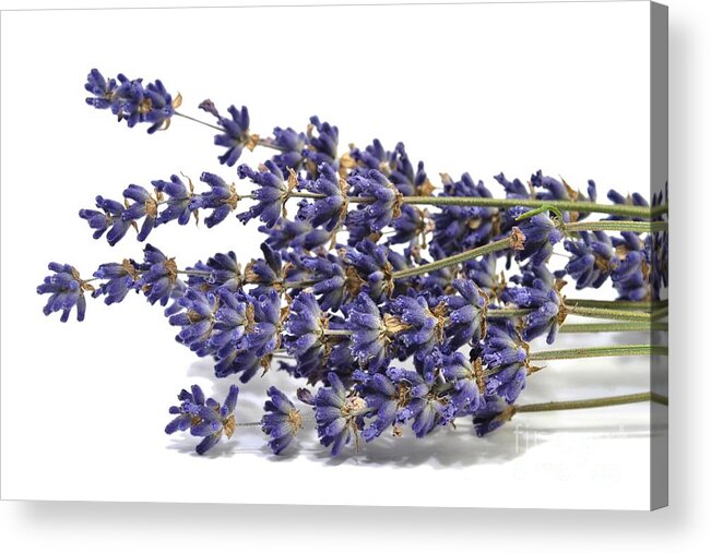 Lavender Acrylic Print featuring the photograph Dried lavender by Martin Capek