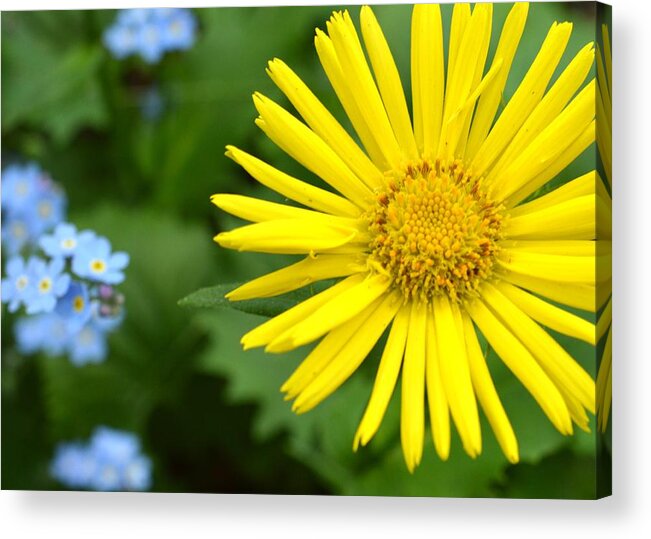 Colorful Acrylic Print featuring the photograph Dsc344d-001 by Kimberlie Gerner Wells