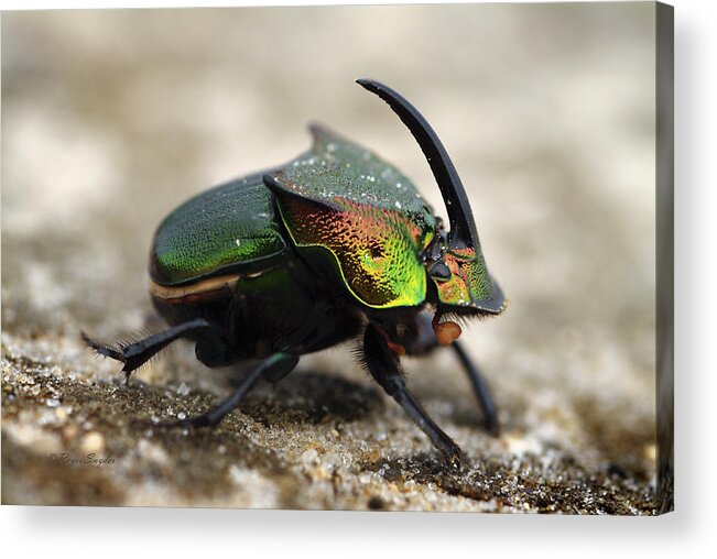 Beautiful Acrylic Print featuring the photograph Dung Beetle by Roger Snyder