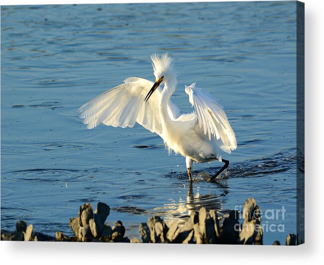 Egret Acrylic Print featuring the photograph Dusk In The Salt Marsh by Kathy Baccari