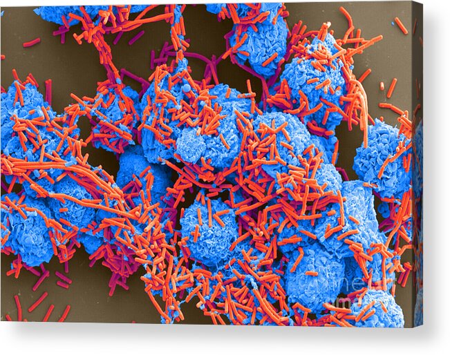 Science Acrylic Print featuring the photograph E Coli And Macrophages Sem by Science Source