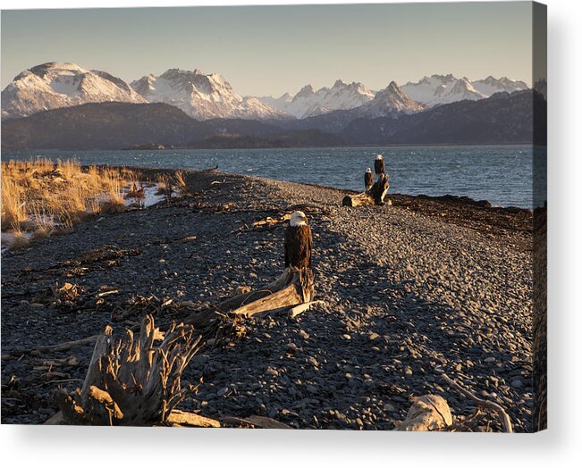 Alaska Acrylic Print featuring the photograph Eagles on an Alaskan Beach by Michele Cornelius