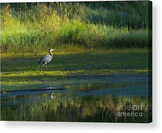 Great Blue Heron Acrylic Print featuring the photograph Early Morning at the Marsh 2a by Sharon Talson