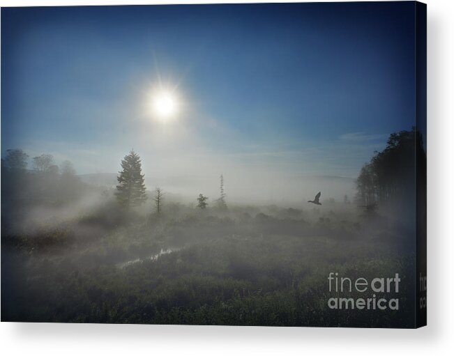 Morning Acrylic Print featuring the photograph Early morning fog at Canaan Valley by Dan Friend