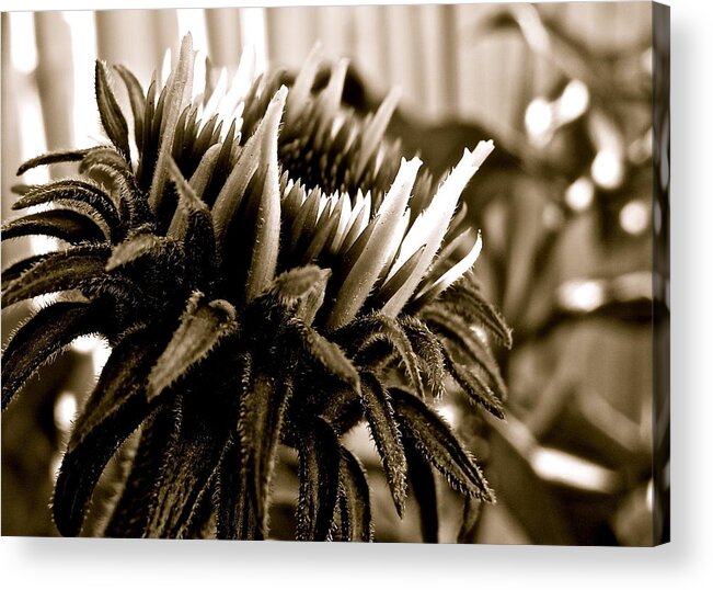 Echinacea Acrylic Print featuring the photograph Echinacea II by Kim Pippinger