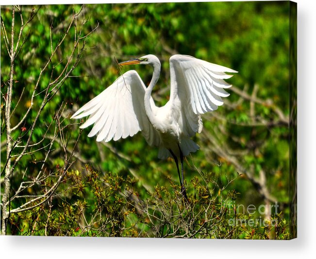 Egret Acrylic Print featuring the photograph Egret In Evenings Light by Kathy Baccari