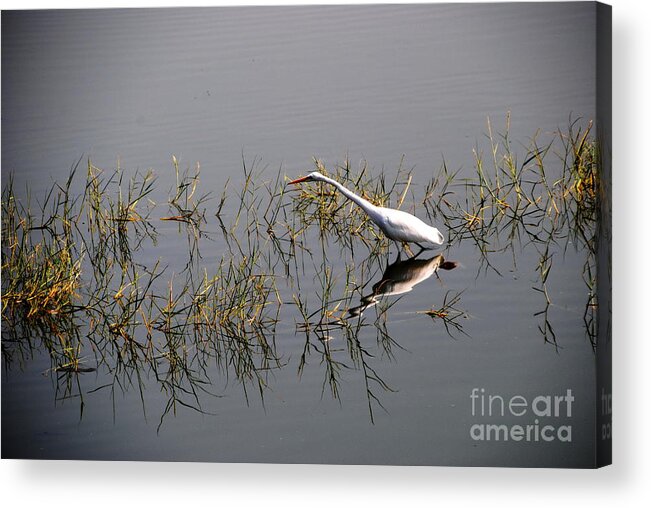 India Acrylic Print featuring the photograph Egret on Udaipur Lake by Jacqueline M Lewis