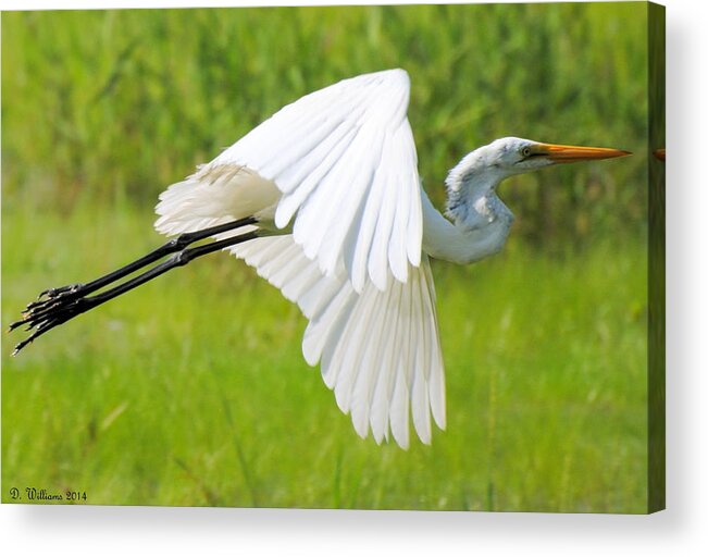 Egret Acrylic Print featuring the photograph Egret takes flight by Dan Williams