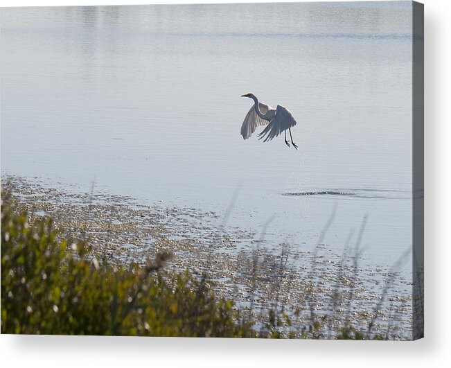 Egret Acrylic Print featuring the photograph Egret Taking Off by Paul Ross