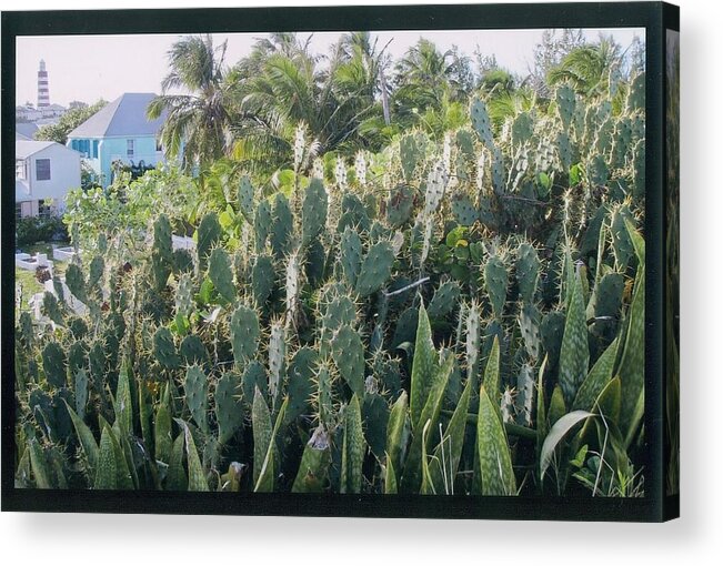 Elbow Cay Acrylic Print featuring the photograph Elbow Cay Cactus by Robert Nickologianis
