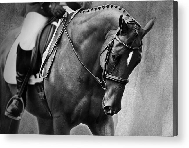 Horse Photography Acrylic Print featuring the photograph Elegance - Dressage Horse by Michelle Wrighton