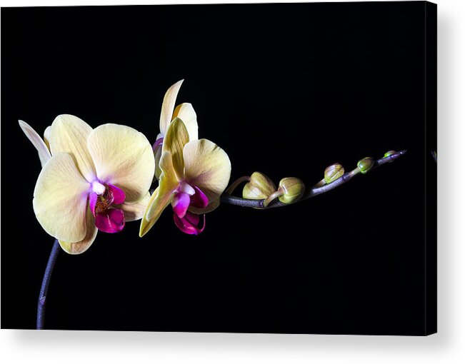 Orchids Acrylic Print featuring the photograph Elegance in Bloom by Georgette Grossman