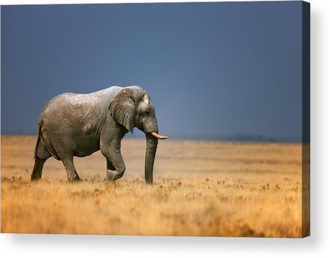 Walk Acrylic Print featuring the photograph Elephant in grassfield by Johan Swanepoel