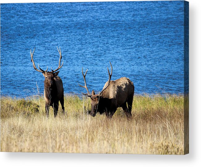Elk Acrylic Print featuring the photograph Elk in Estes 4 by Becca Buecher