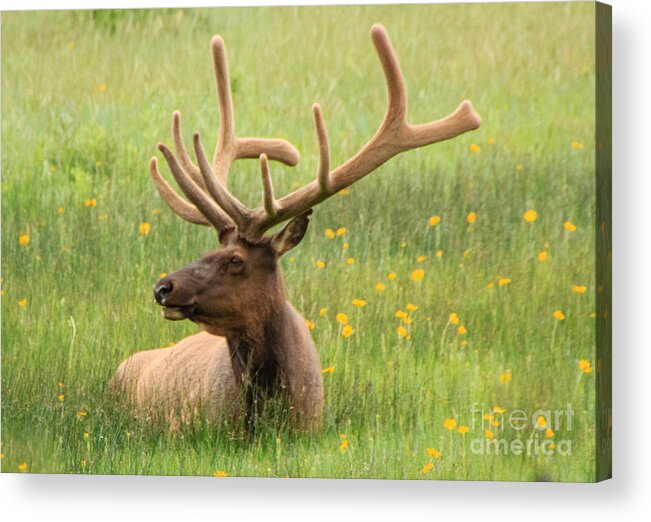 Elk Acrylic Print featuring the photograph Elk in the Flowers by Cathy Donohoue