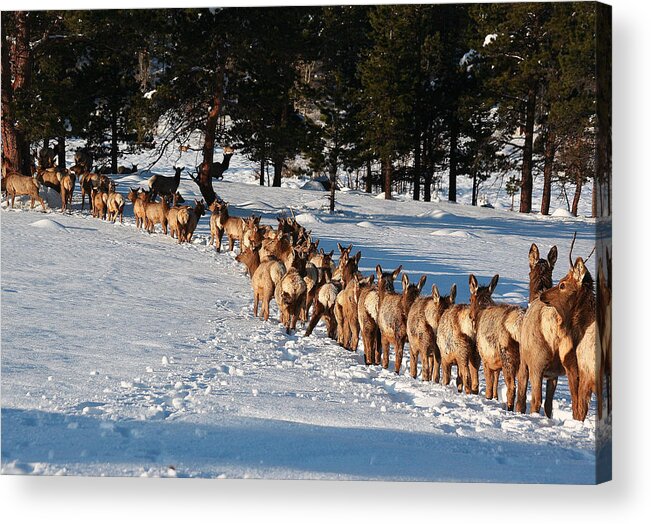 Landscape Acrylic Print featuring the photograph Elk Train by Steven Reed