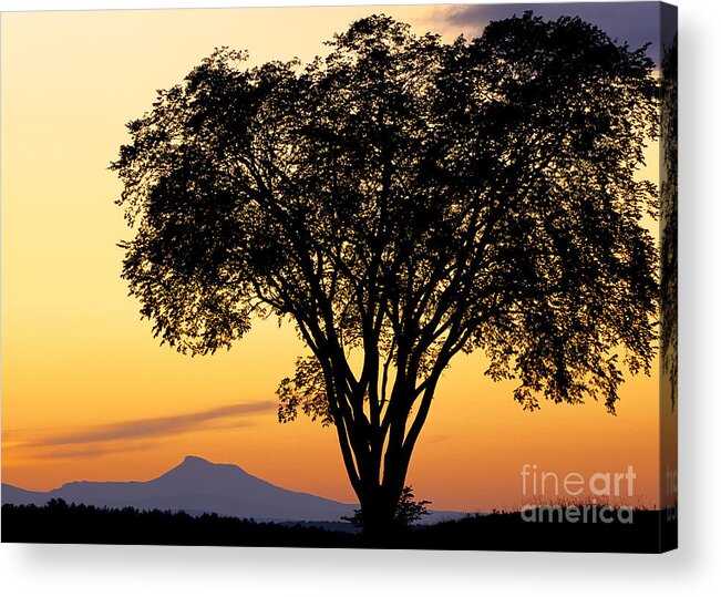 Twilight Acrylic Print featuring the photograph Elm At Twilight by Alan L Graham