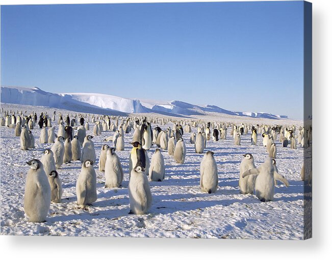 Feb0514 Acrylic Print featuring the photograph Emperor Penguin Rookery Weddell Sea by Tui De Roy