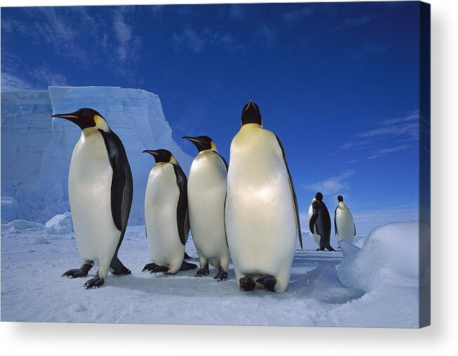 Feb0514 Acrylic Print featuring the photograph Emperor Penguins Weddell Sea Antarctica by Tui De Roy