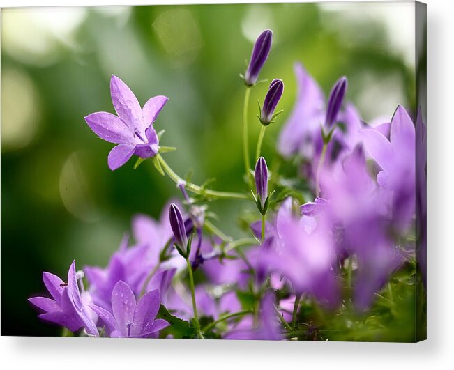 Nature Acrylic Print featuring the photograph Enchanted Garden by Tracy Male