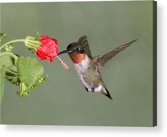  Hummingbird Acrylic Print featuring the photograph Evening Meal by Jim E Johnson