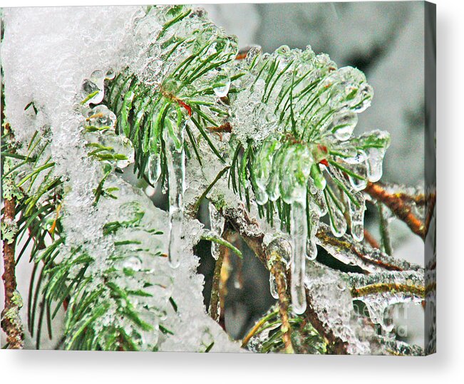 Icicles Acrylic Print featuring the photograph Evergreen Icicles III by Chuck Flewelling