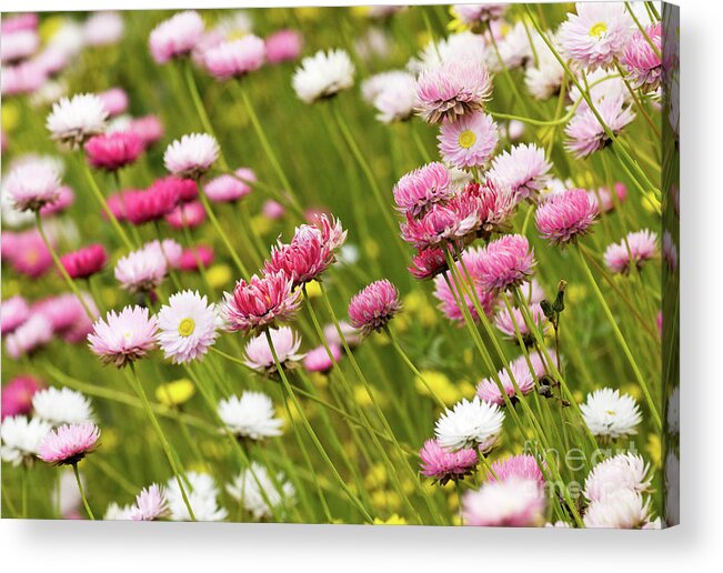 Everlastings Acrylic Print featuring the photograph Everlastings by Rick Piper Photography