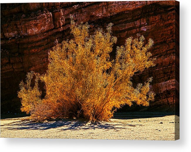 December Acrylic Print featuring the photograph Every Common Bush by Jeremy McKay