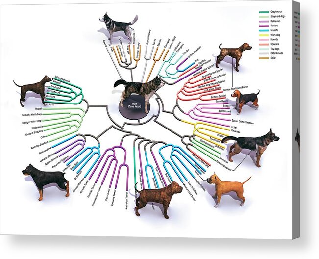 Domestic Dog Acrylic Print featuring the photograph Evolution Of Dog Breeds by Jose Antonio Penas/science Photo Library