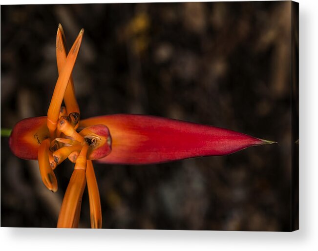 Flower Acrylic Print featuring the photograph Exotic Heliconia by Steven Sparks