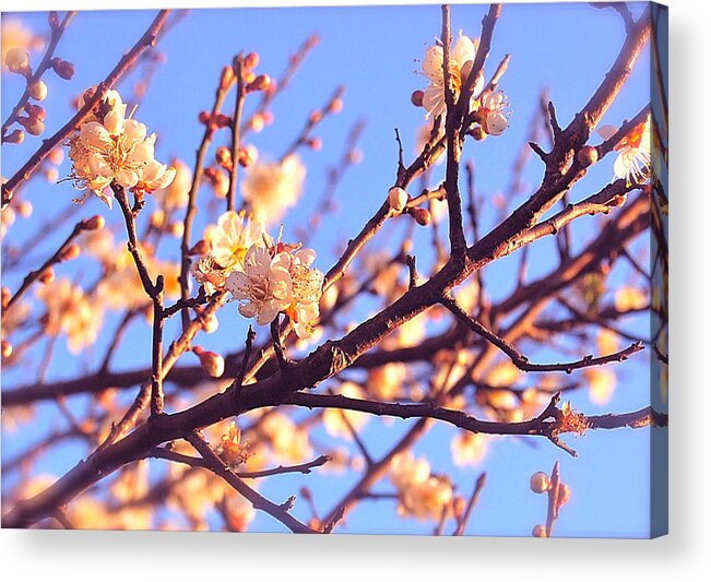 Cherry Blossoms Acrylic Print featuring the photograph Exquisite by HweeYen Ong