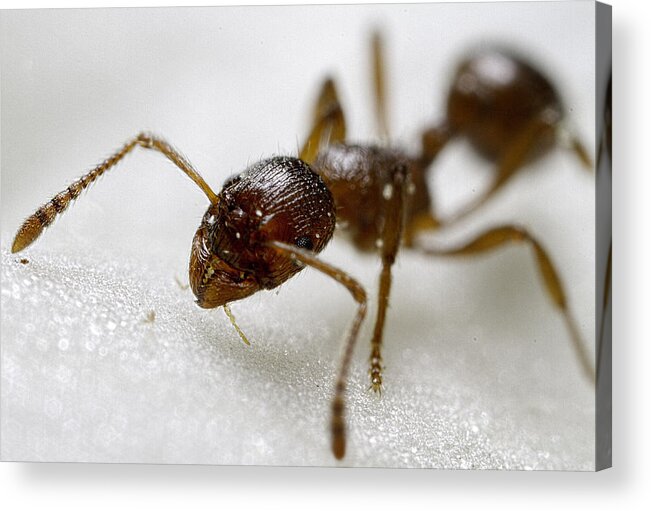 Animals Acrylic Print featuring the photograph Extreme Macro Ant by Mr Bennett Kent