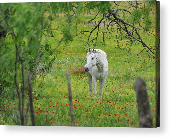 Wildflowers Acrylic Print featuring the photograph Eye on Beauty by Lynn Bauer