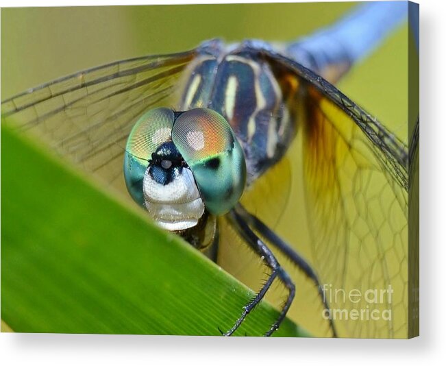 Insects Acrylic Print featuring the photograph Face Of The Dragonfly by Kathy Baccari