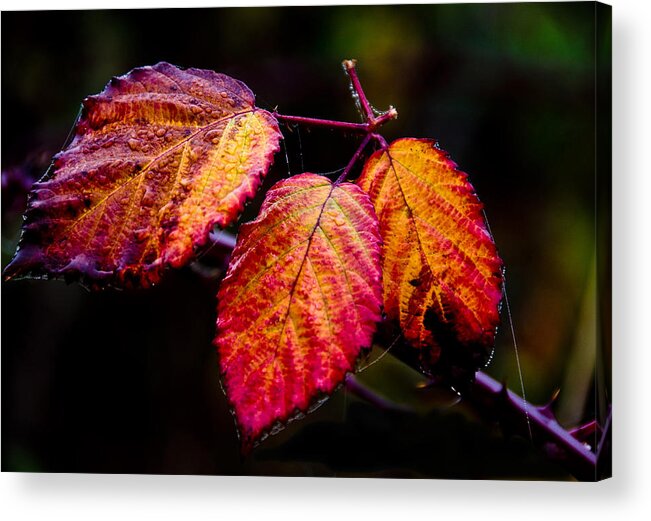 Flowers Acrylic Print featuring the photograph Fall Blackberry Leaves by Larry Goss